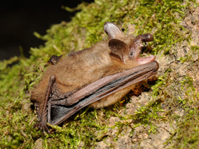 Смотреть фото Трехцветная ночница Фото Трехцветная ночница