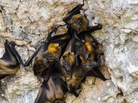 Фото Мадагаскарский крылан