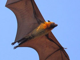 Смотреть фото Рыжая летучая лисица Фото Рыжая летучая лисица