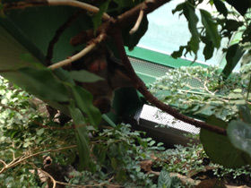 Фото Индийская летучая лисица