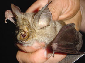 Смотреть фото Rhinolophus cohenae Фото Rhinolophus cohenae