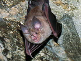 Фото Подковонос Мегели