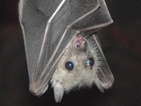 Нильский крылан Нильский крылан