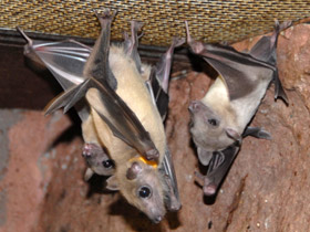 Фото Нильский крылан