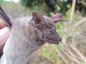 Смотреть фото Мешкокрыл Гильдегарда Фото Мешкокрыл Гильдегарда
