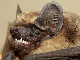 Фото Двухцветный кожан