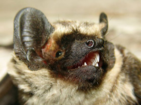 Фото Двухцветный кожан