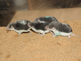 Смотреть фото Пегий путорак Фото Пегий путорак