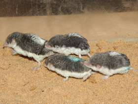 Смотреть фото Пегий путорак Фото Пегий путорак