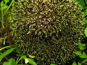 Смотреть фото Обыкновенный ёж Фото Обыкновенный ёж