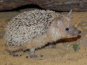 Смотреть фото Ушастый ёж Фото Ушастый ёж