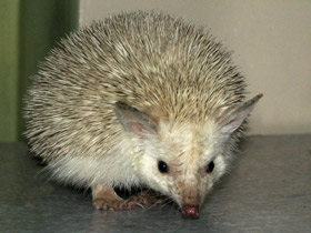 Смотреть фото Длинноиглый ёж Фото Длинноиглый ёж