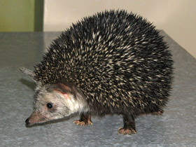 Смотреть фото Длинноиглый ёж Фото Длинноиглый ёж