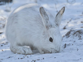 Смотреть фото Американский заяц Фото Американский заяц