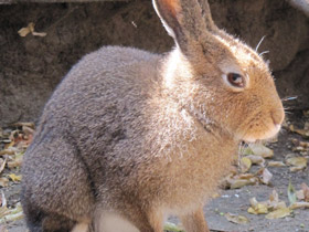 Смотреть фото Беглецы Фото Беглецы