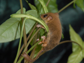 Смотреть фото Карликовый летучий кускус Фото Карликовый летучий кускус