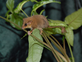 Смотреть фото Карликовый летучий кускус Фото Карликовый летучий кускус