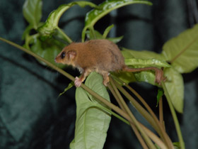 Смотреть фото Карликовый летучий кускус Фото Карликовый летучий кускус