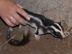 Фото Большой полосатый кускус