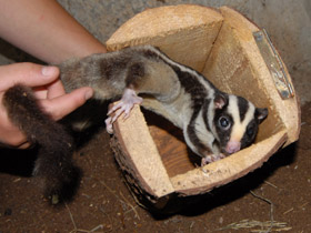 Фото Большой полосатый кускус
