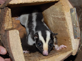 Фото Большой полосатый кускус