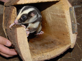 Фото Большой полосатый кускус