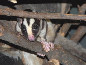 Фото Большой полосатый кускус
