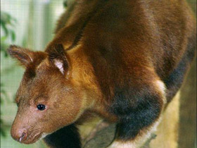 Смотреть фото Древесный кенгуру Гудфеллоу Фото Древесный кенгуру Гудфеллоу