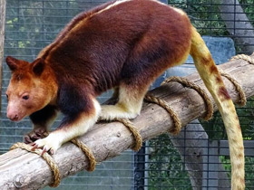 Смотреть фото Кенгуру Матчи Фото Кенгуру Матчи