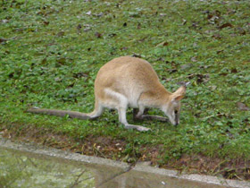Фото Прыткий валлаби