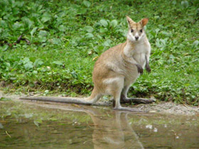 Фото Прыткий валлаби