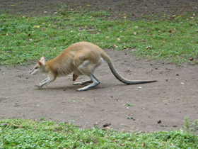 Фото Прыткий валлаби
