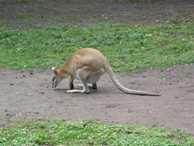 Фото Прыткий валлаби