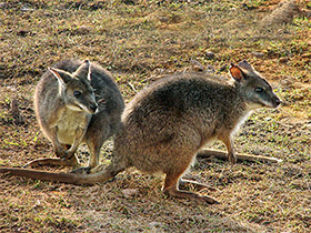 Смотреть фото Белогрудый валлаби Фото Белогрудый валлаби