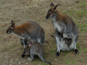 Фото Рыже-серый валлаби