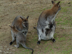Фото Рыже-серый валлаби