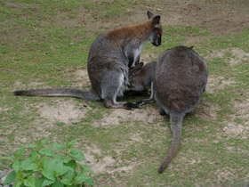 Фото Рыже-серый валлаби