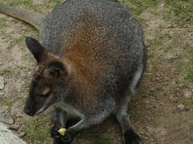 Фото Рыже-серый валлаби