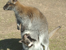 Большой рыжий кенгуру Большой рыжий кенгуру