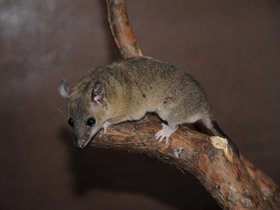 Смотреть фото Домовый оппосум Фото Домовый оппосум