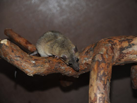 Смотреть фото Домовый оппосум Фото Домовый оппосум