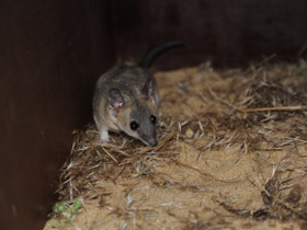 Смотреть фото Домовый оппосум Фото Домовый оппосум