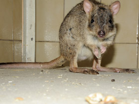 Смотреть фото Карликовый кенгуру Фото Карликовый кенгуру