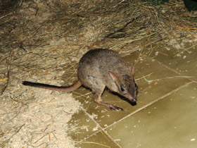 Смотреть фото Карликовый кенгуру Фото Карликовый кенгуру