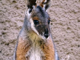 Смотреть фото Кольцехвостый кенгуру Фото Кольцехвостый кенгуру