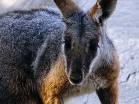 Смотреть фото Кольцехвостый кенгуру Фото Кольцехвостый кенгуру