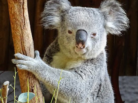 Смотреть фото Самые медлительные животные. Топ - 10 Фото Самые медлительные животные. Топ - 10