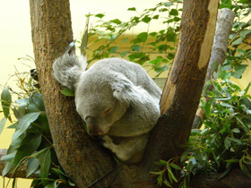 Фото Коала