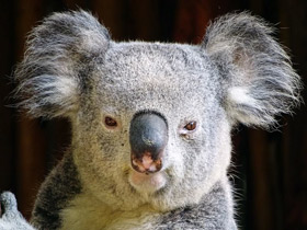 Фото Коала