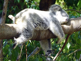 Коала Коала